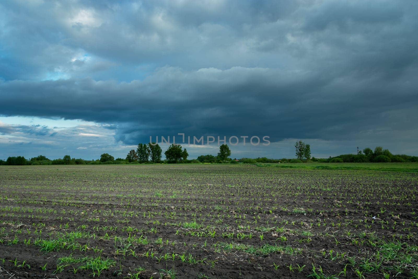 Young plant in the field and cloudy sky, Nowiny, Lubelskie, Poland