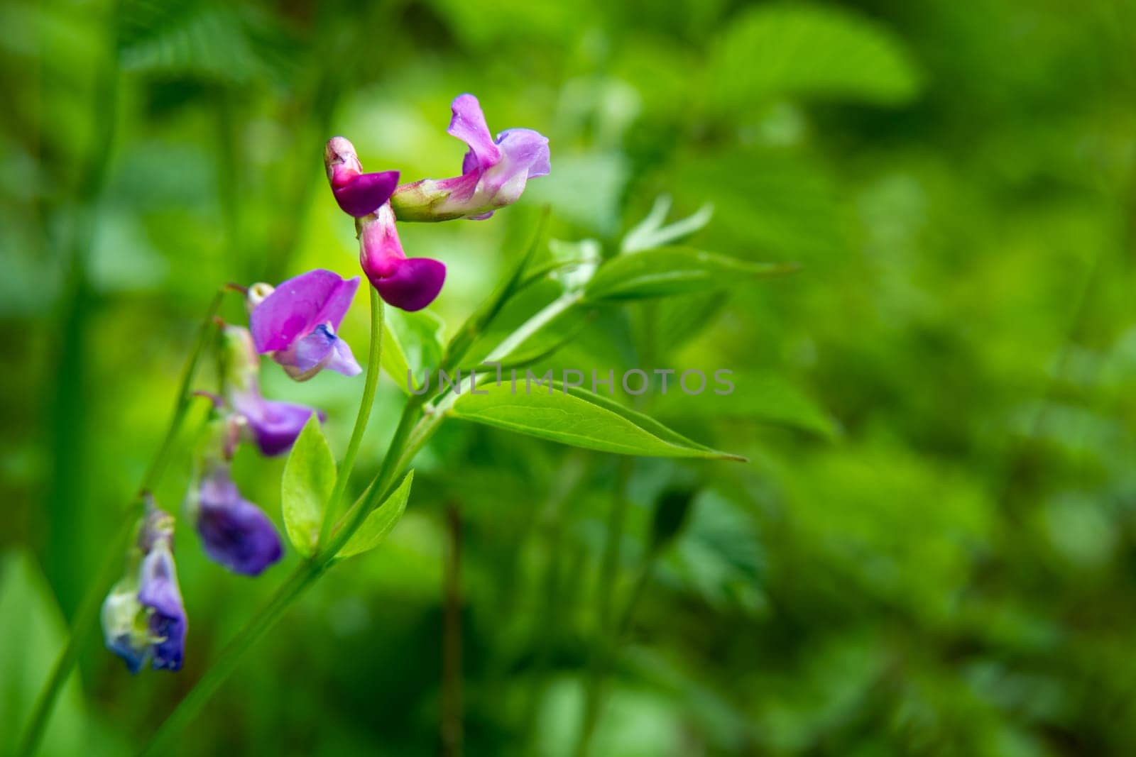 Forest purple flower and green foliage, spring view