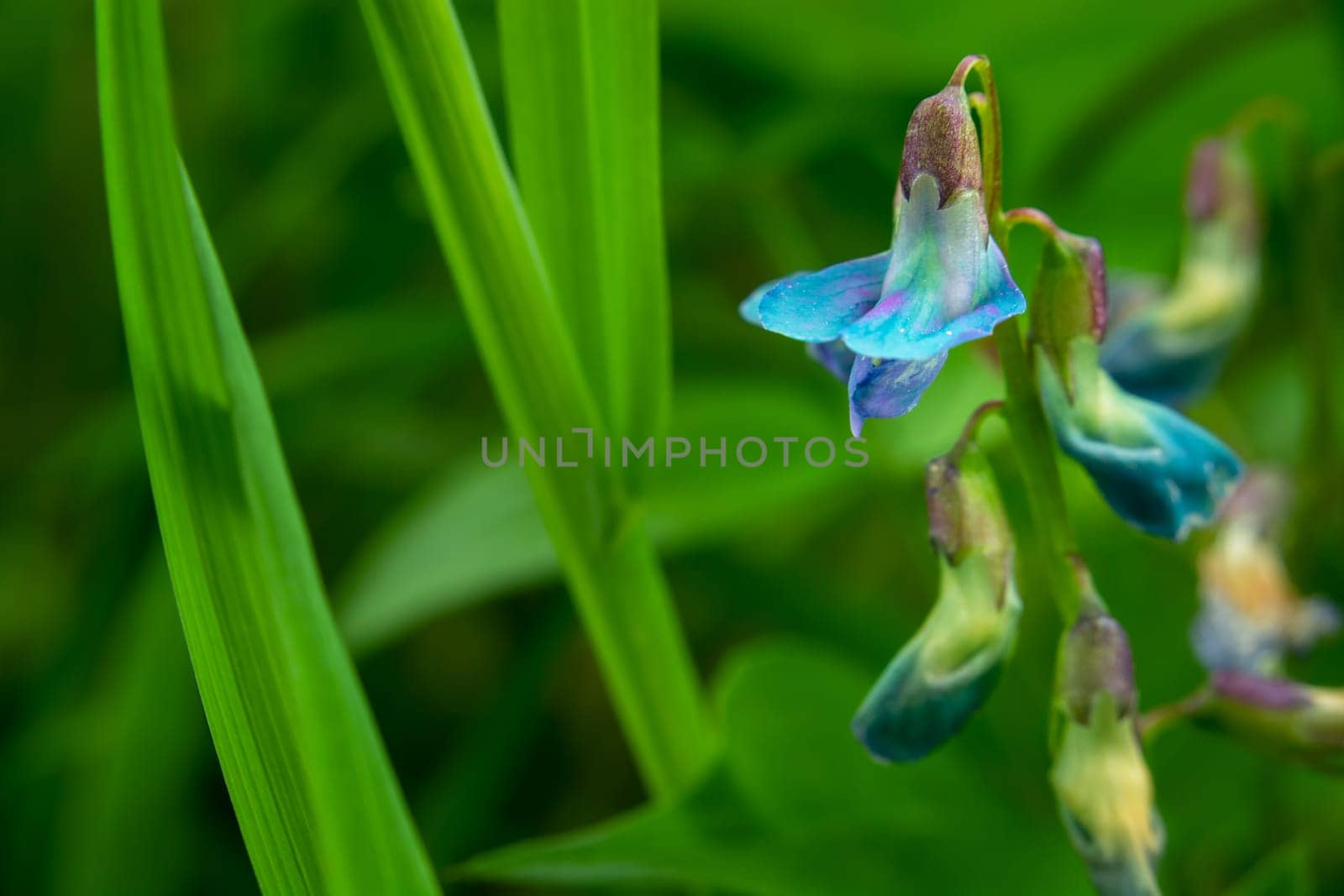 Blue spring pea flower and green leaves, May view