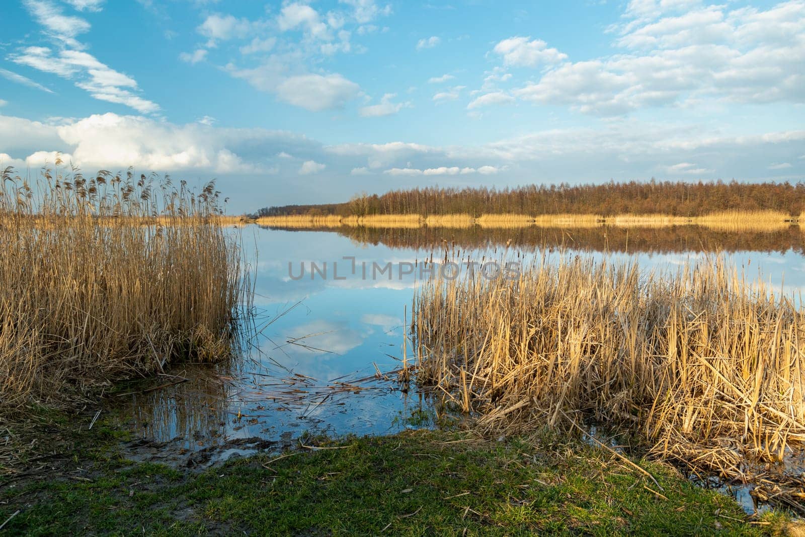 Reeds on the shore of the lake and the beautiful sky, Stankow, Lubelskie, Poland