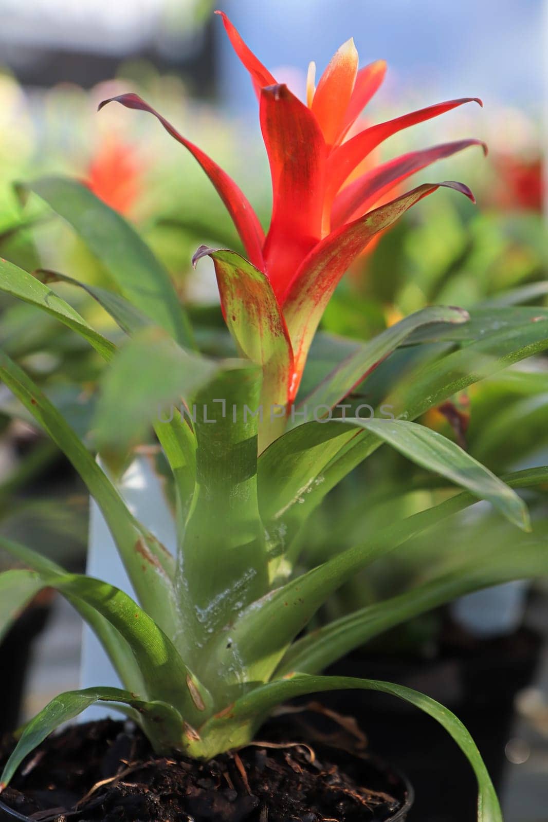 Side view of a bromeliad flower in bloom.