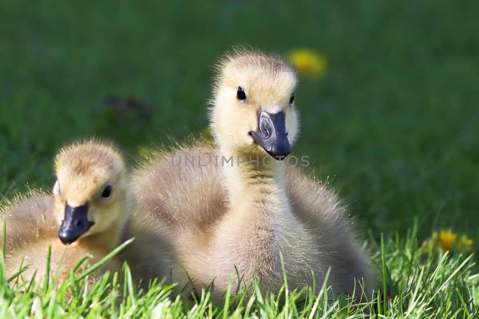 Macro of the head on a Canada Goose Gosling.