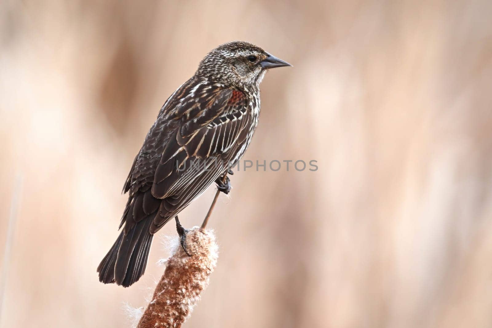 A female Redwinged Blackbird on a cattail.