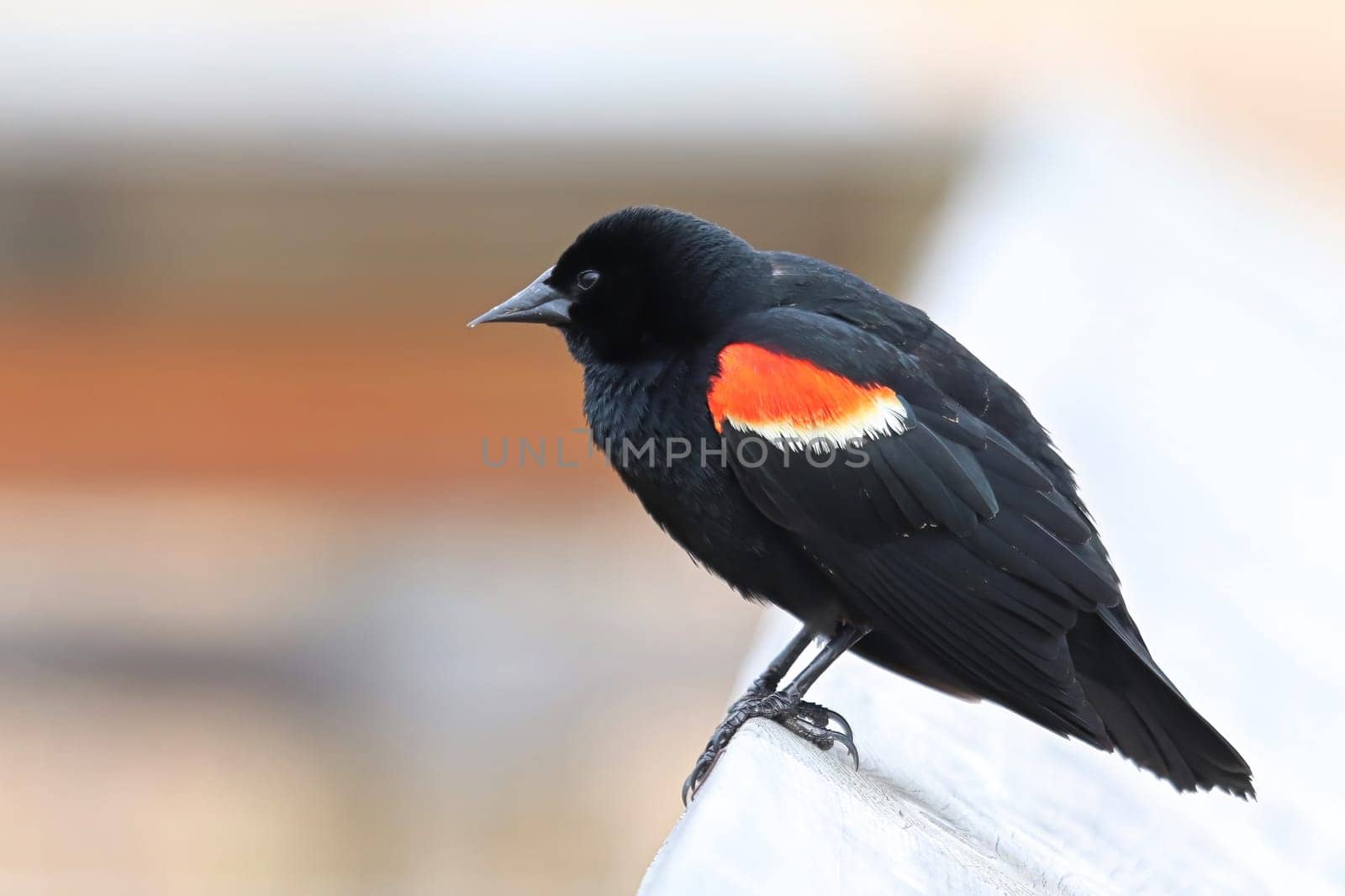 Closeup of a Red Winged Blackbird on a boardwalk rail.