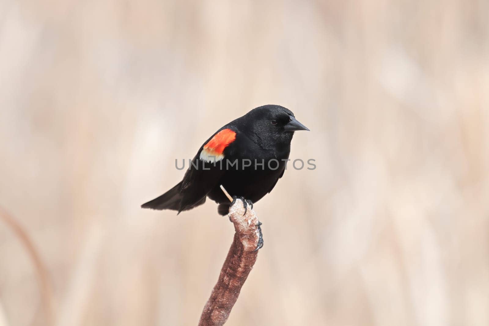 A male redwing blackbird sits on dry cattail reeds.