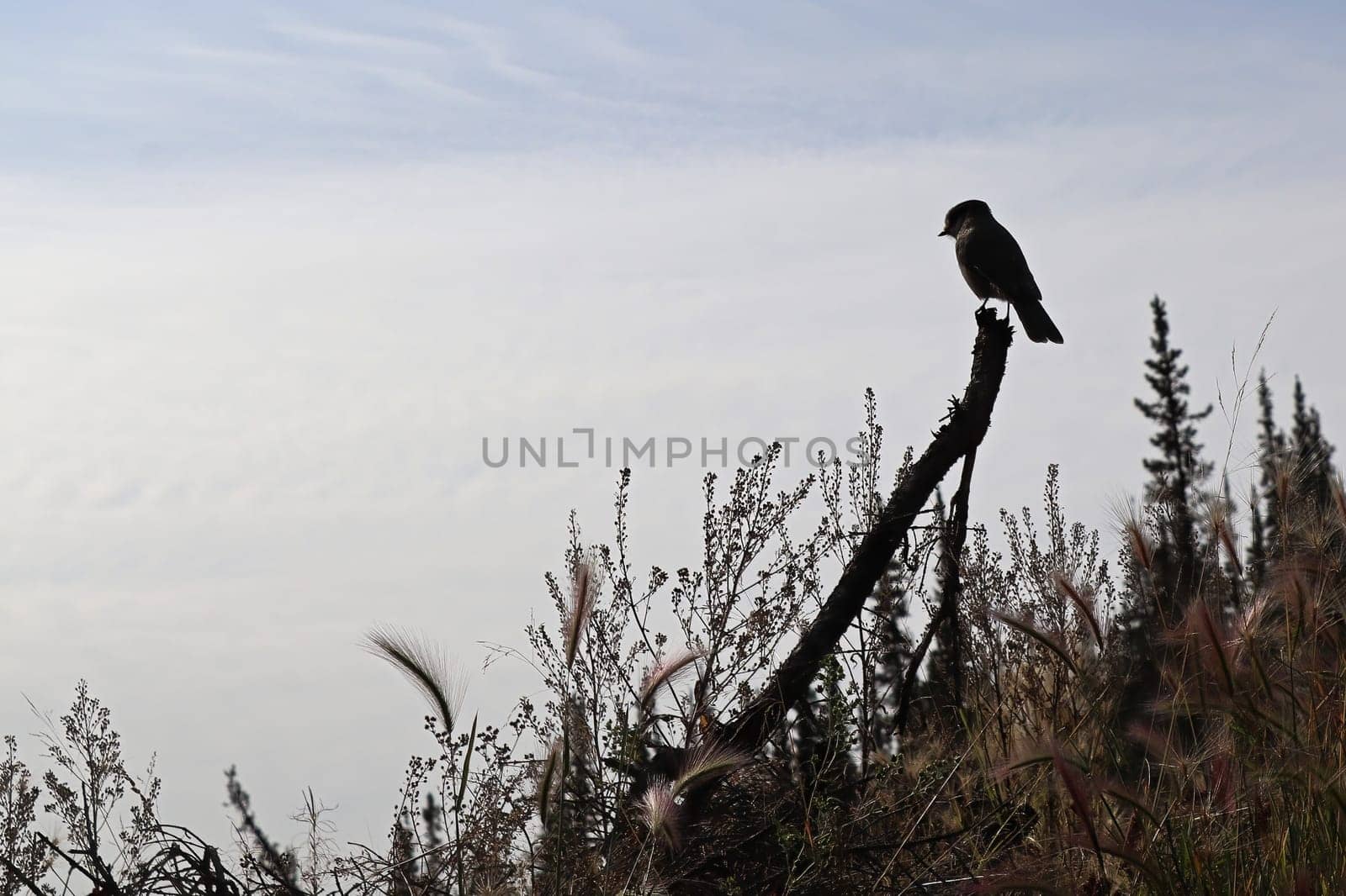 silhouette of a Whisky Jack bird on a branch.