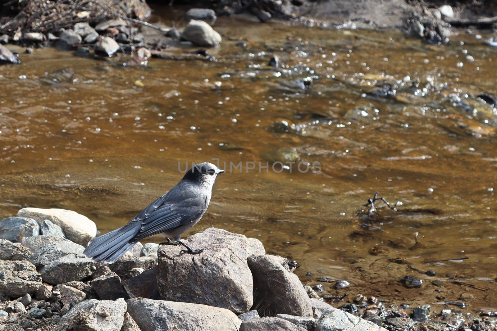 A Whisky Jack bird stands on a rock beside water.