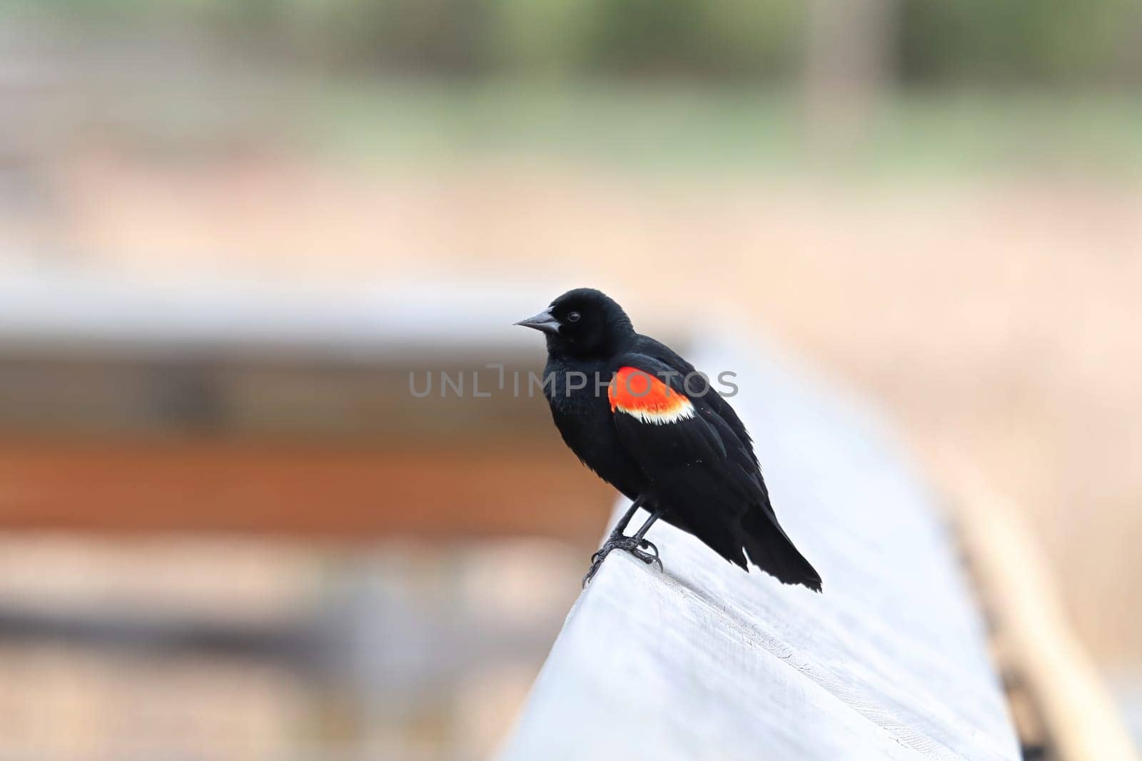 Closeup of a Red Winged Blackbird on a boardwalk rail.