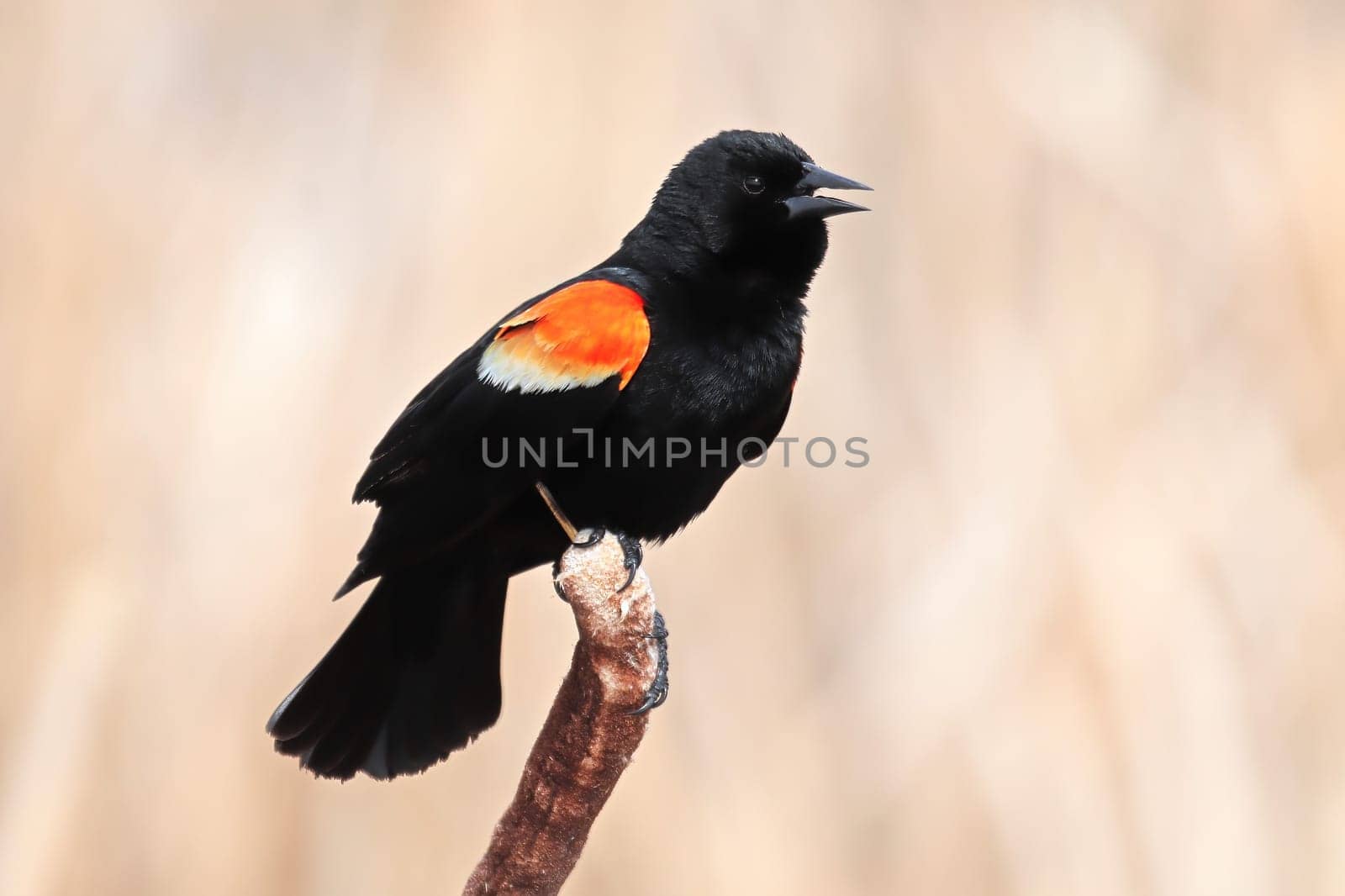 A male redwing blackbird sits on dry cattail reeds.