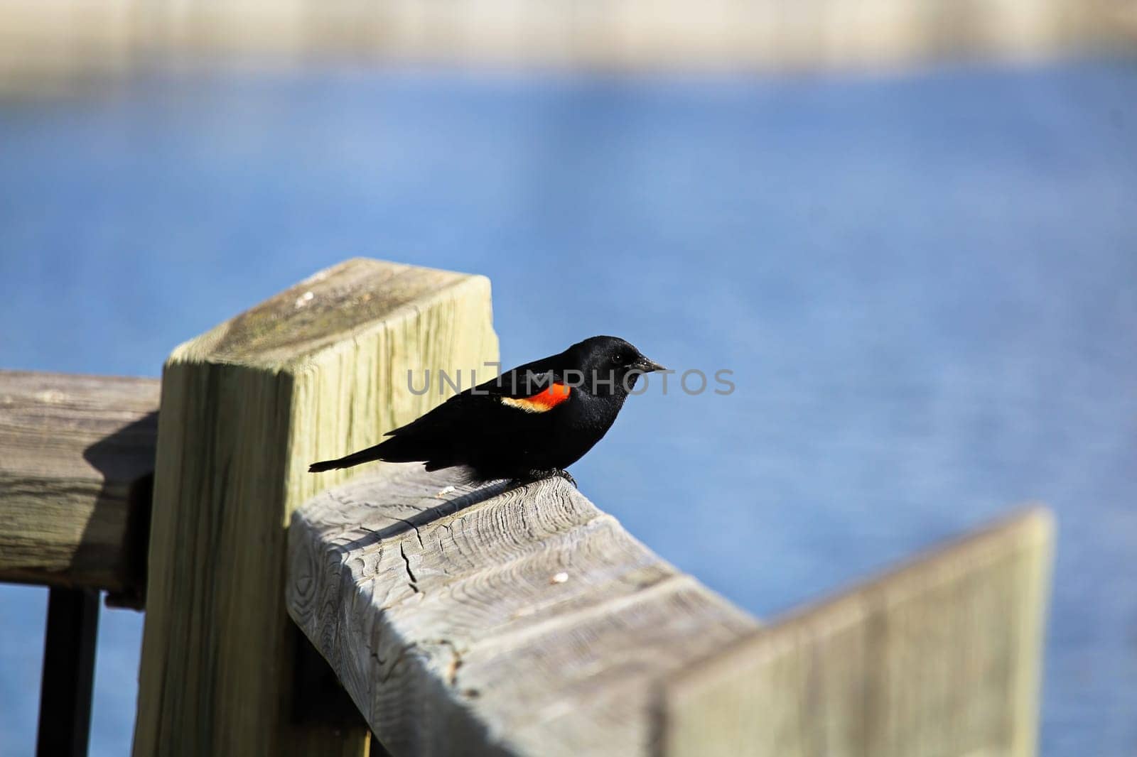A Redwinged blackbird sits on a wooden rail.
