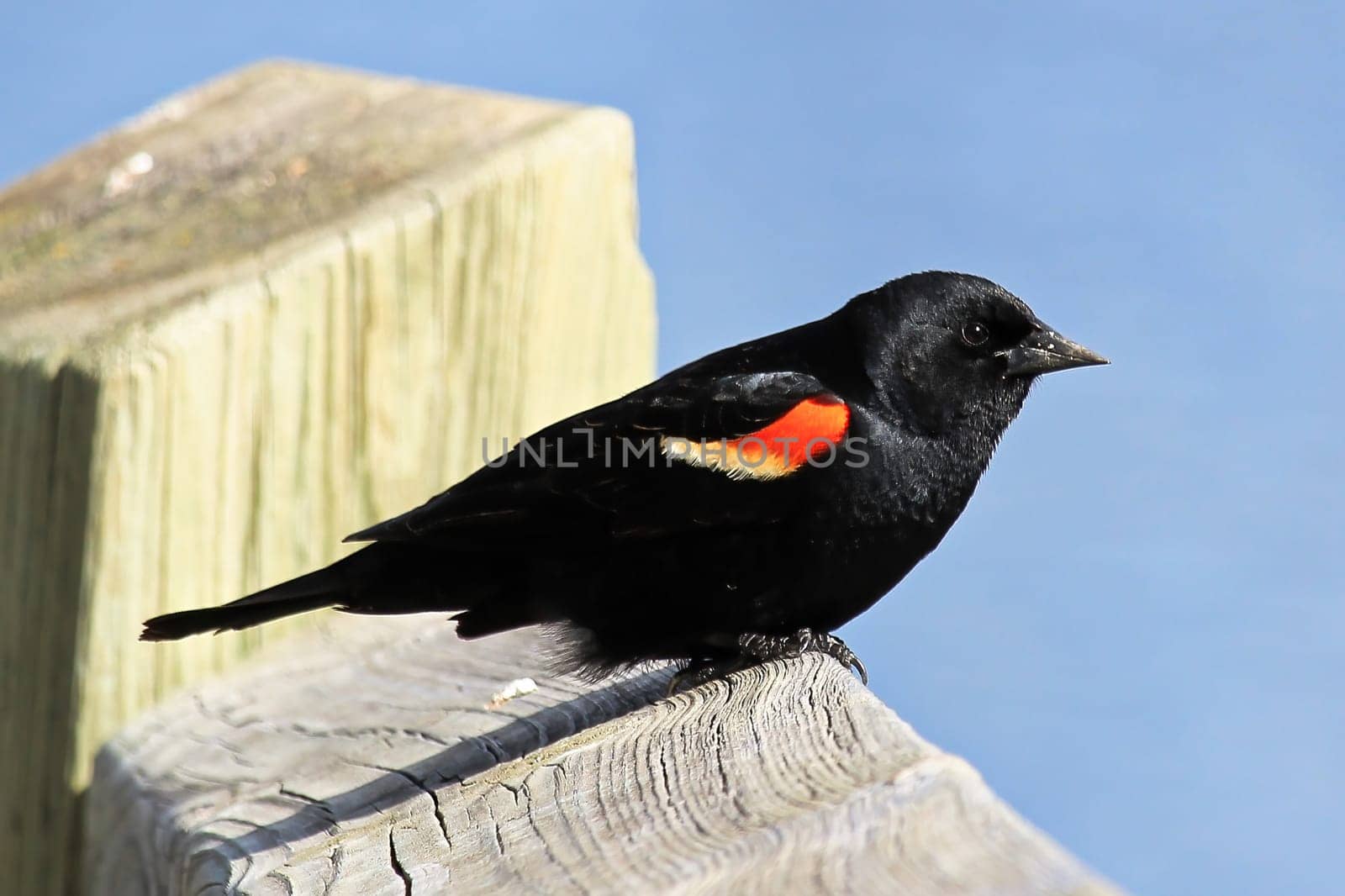 A male red winged blackbird sits on a boardwalk rail.