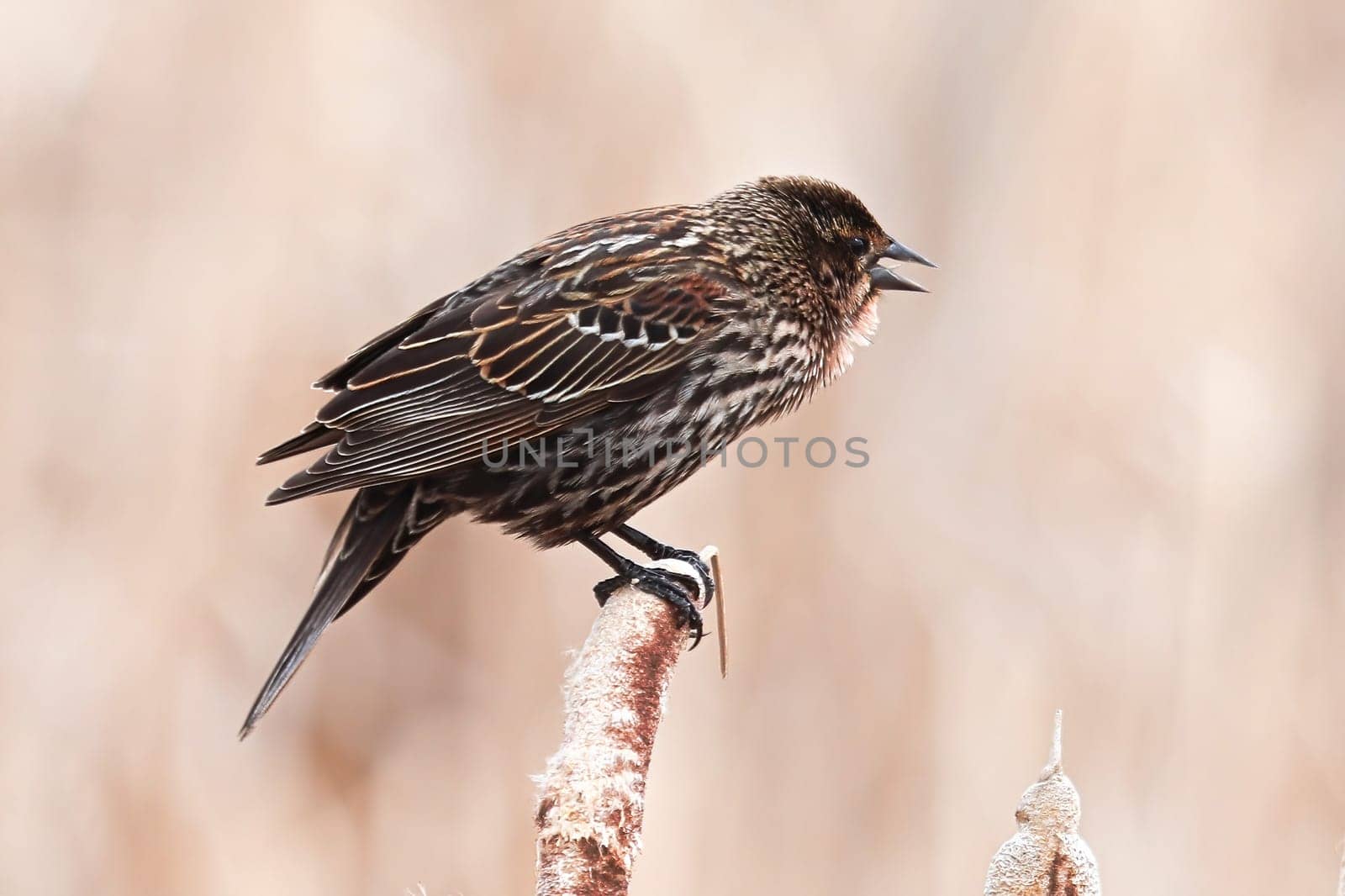 Closeup side view of a female red winged blackbird.