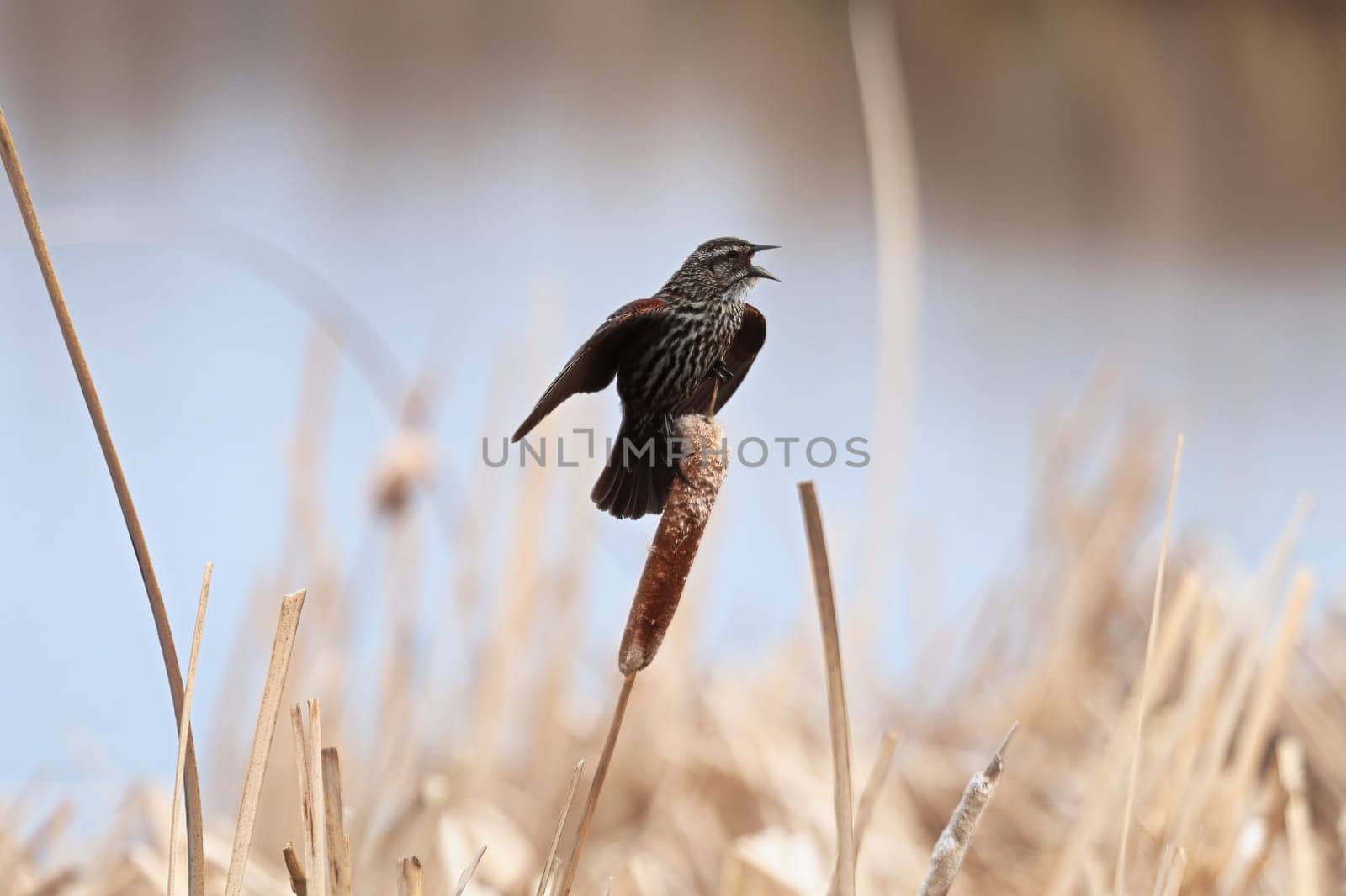 A female Red Winged Blackbird calls out.