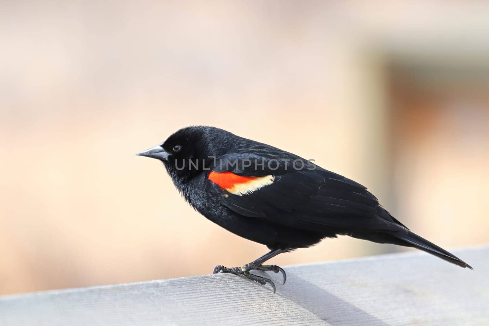A male red winged blackbird sits on a boardwalk rail.