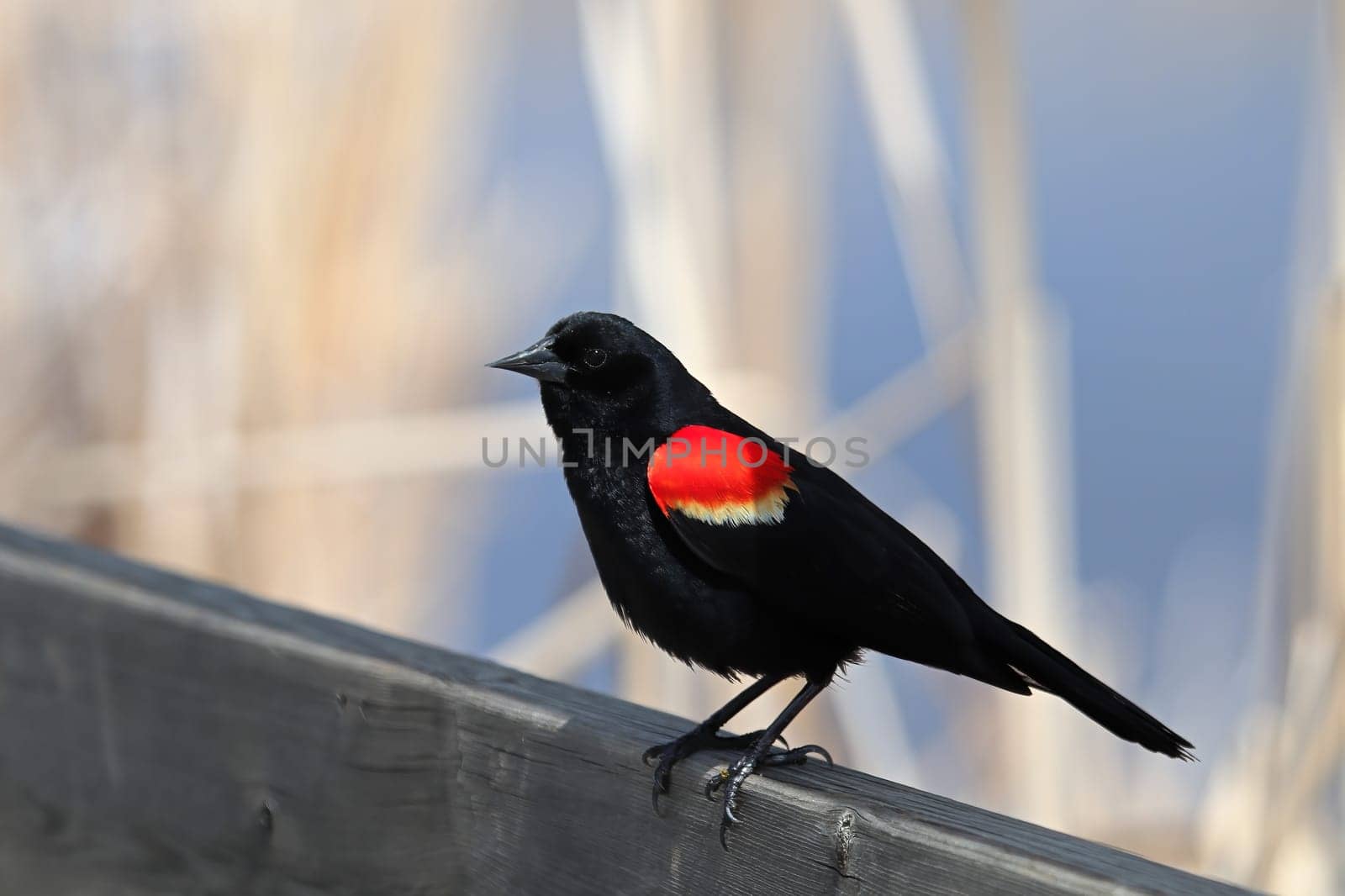 A Redwinged blackbird sits on a wooden rail.