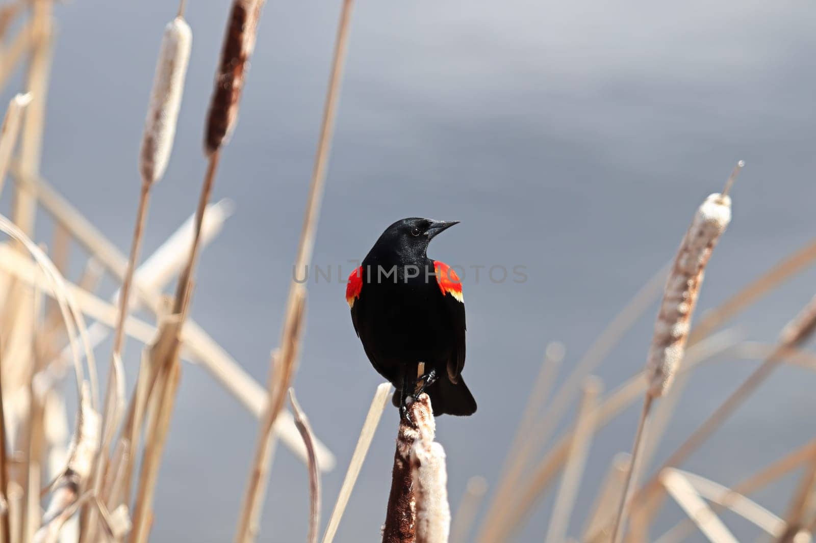 Portrait of a Red Winged Blackbird on cattails.