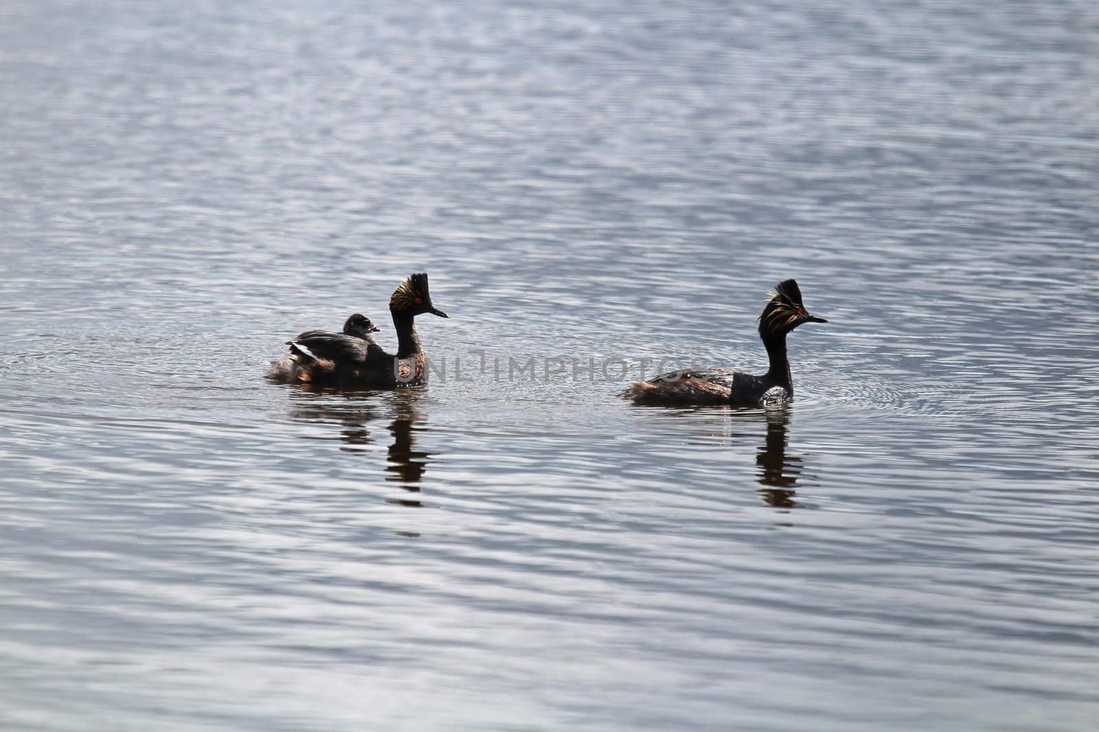 silhouette of a family of eared grebes in water.