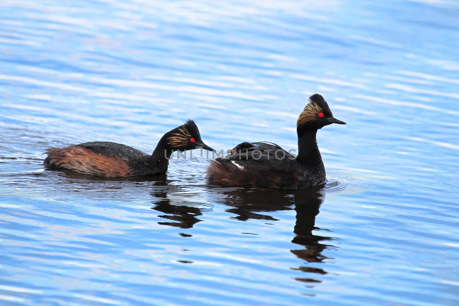 A family of eared grebes with a chick on the back.