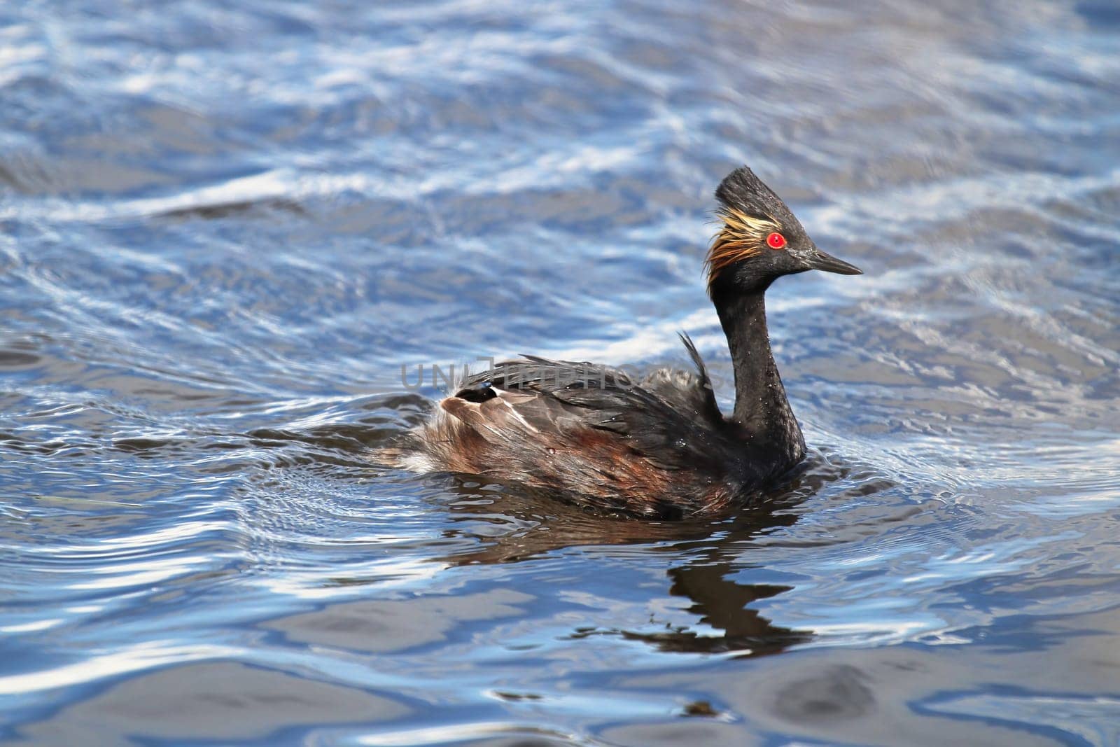 Portrait of an eared grebe in wavy water.