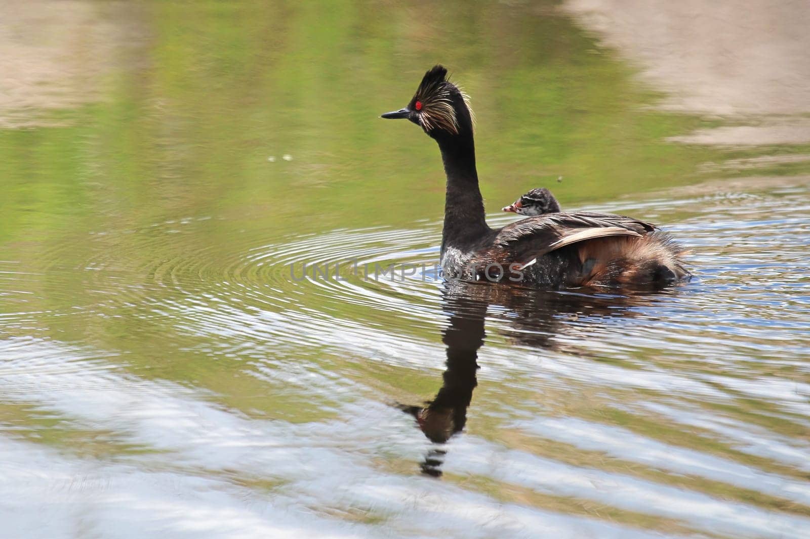 An eared grebe with chick swimming away.