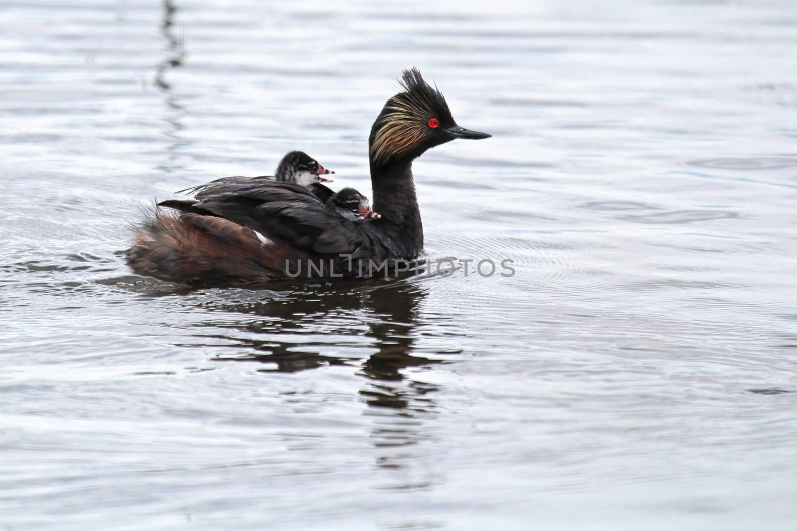 An eared grebe with two chicks on its back.