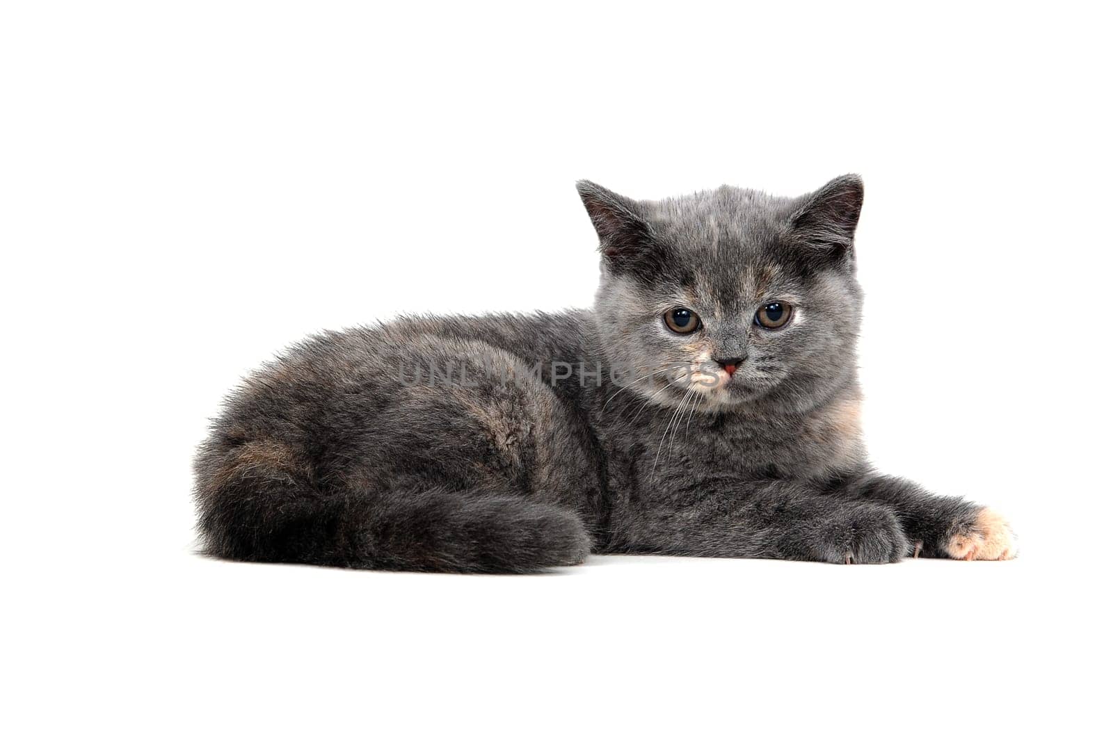 A gray purebred kitten lies on a white isolated background. High quality photo