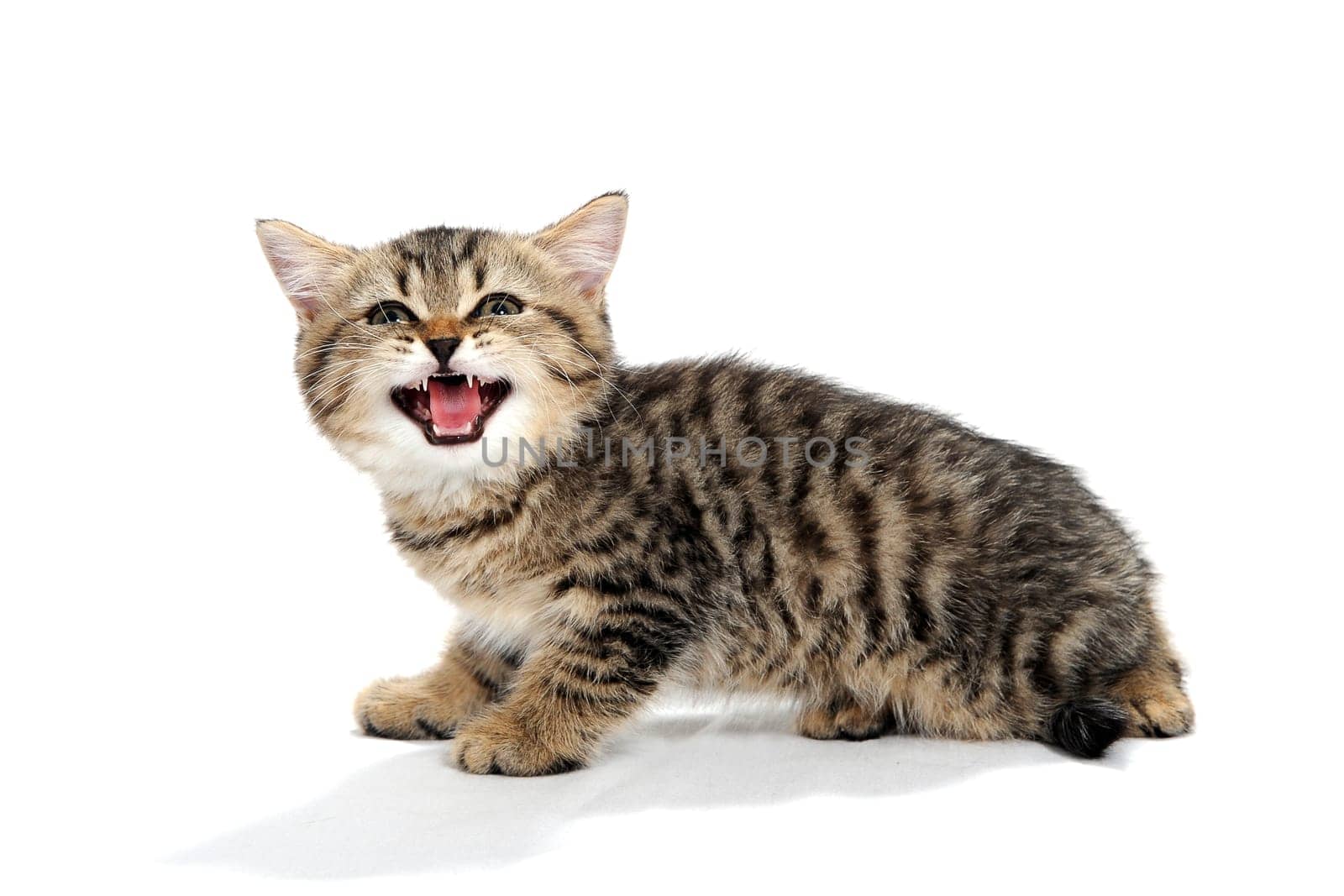 a grey spotted purebred kitten sits on a white isolated background. High quality photo