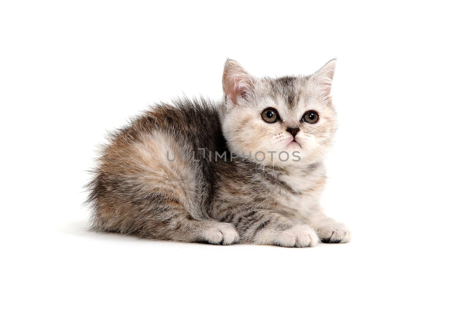 A gray purebred kitten lies on a white background. High quality photo