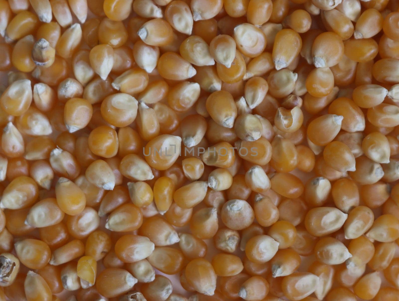 delicious natural corn popcorn flour grain food
