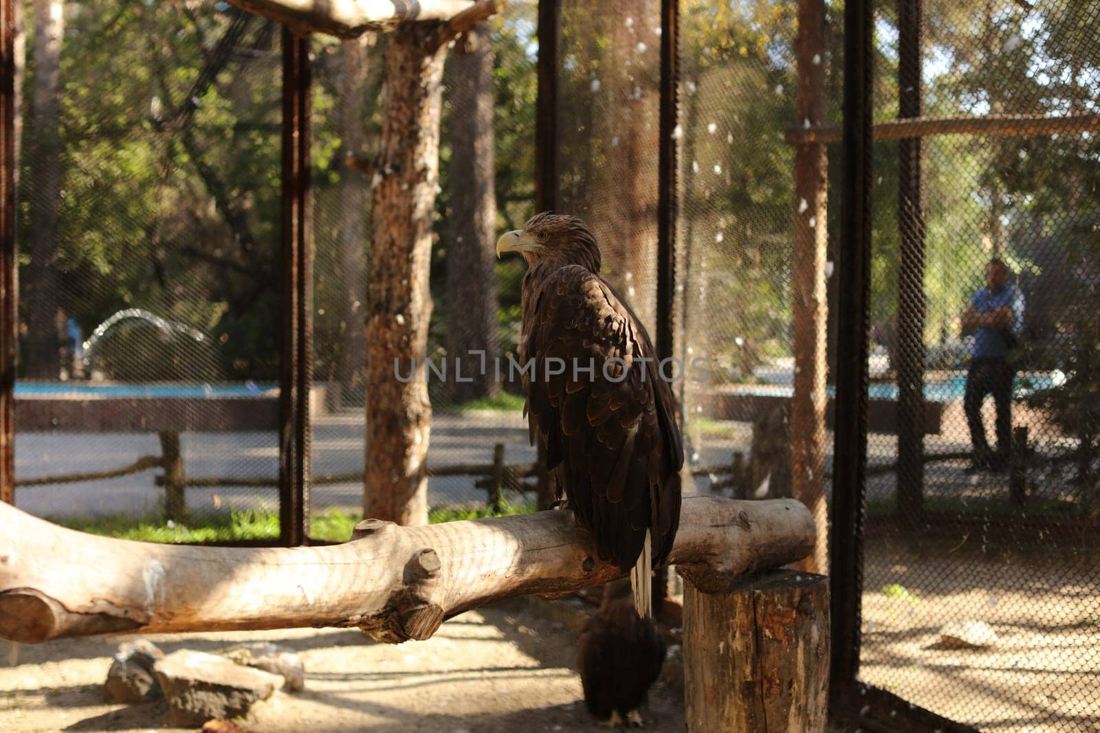 A war eagle sitting on a branch in a zoo cage.