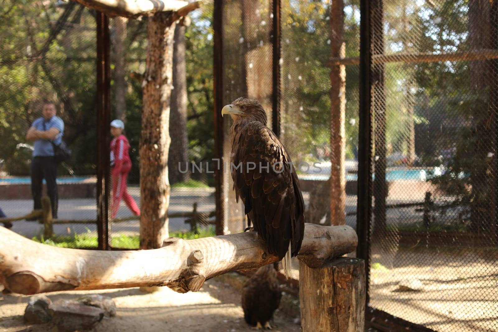 A war eagle sitting on a branch in a zoo cage.