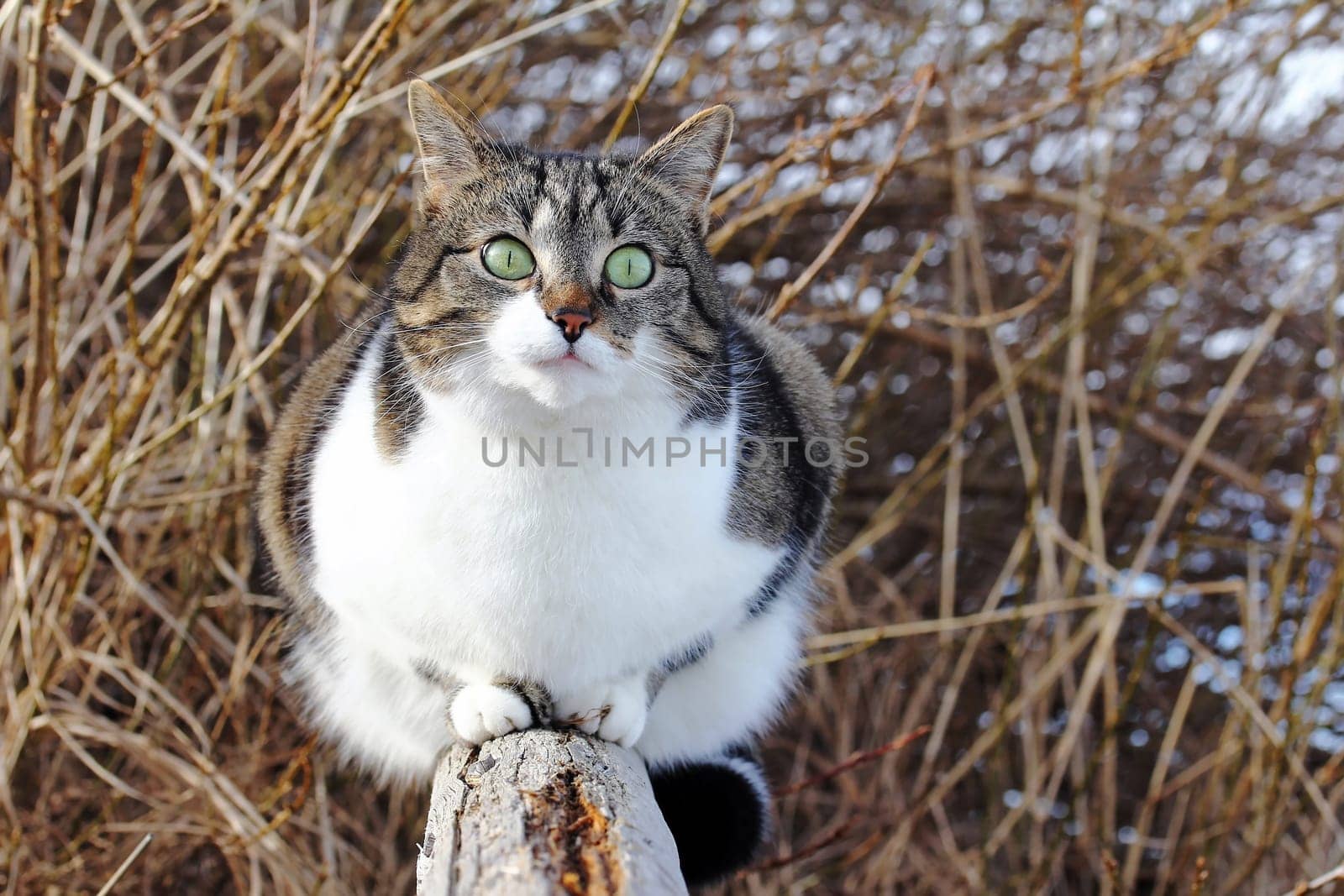 A small fat cat sits curiously on a fence post
