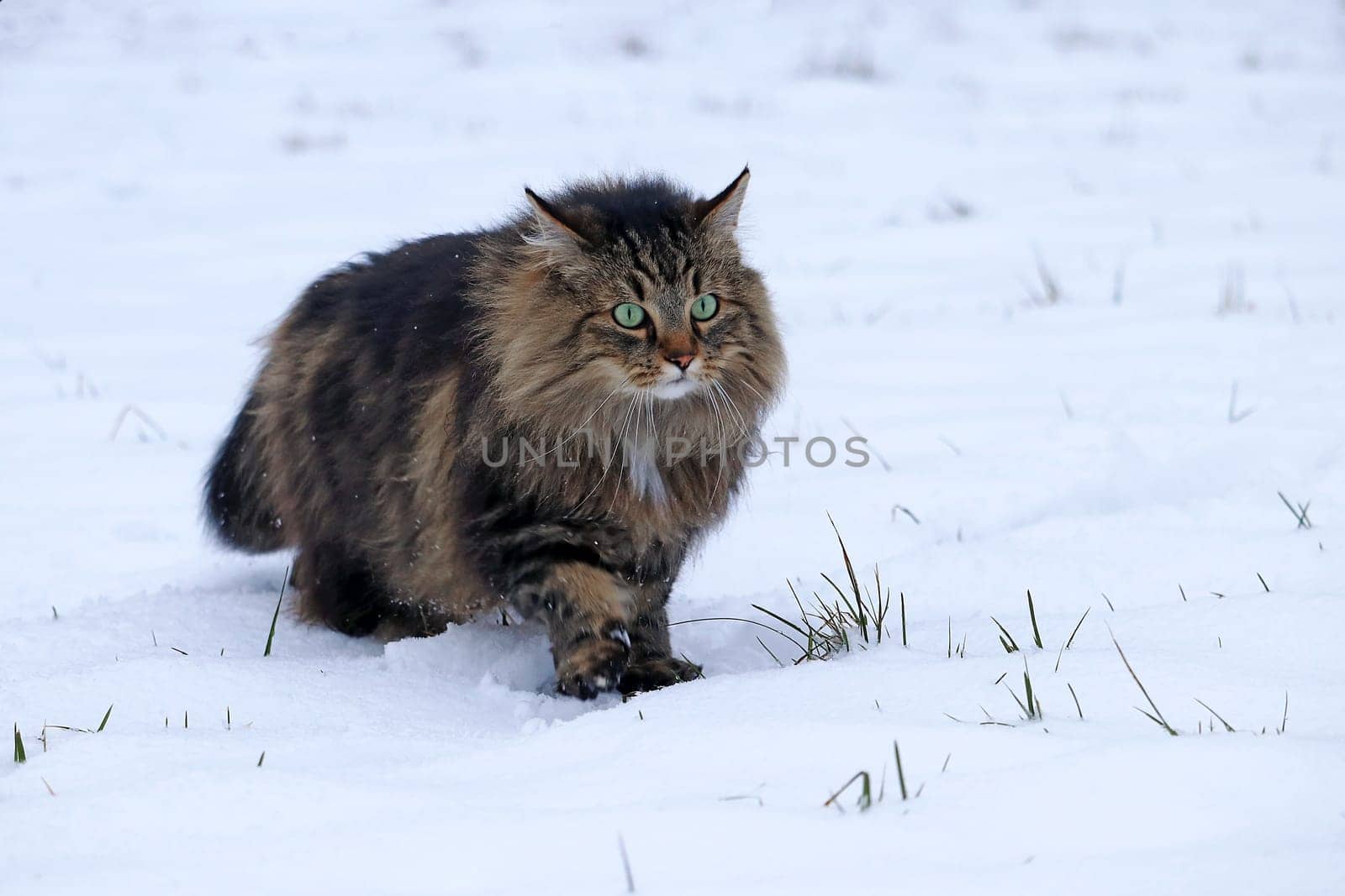 A Norwegian Forest Cat runs through the snow in winter hunting