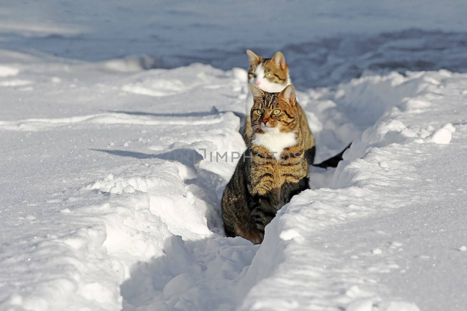 Two cats sitting one behind the other in winter curiously in snow