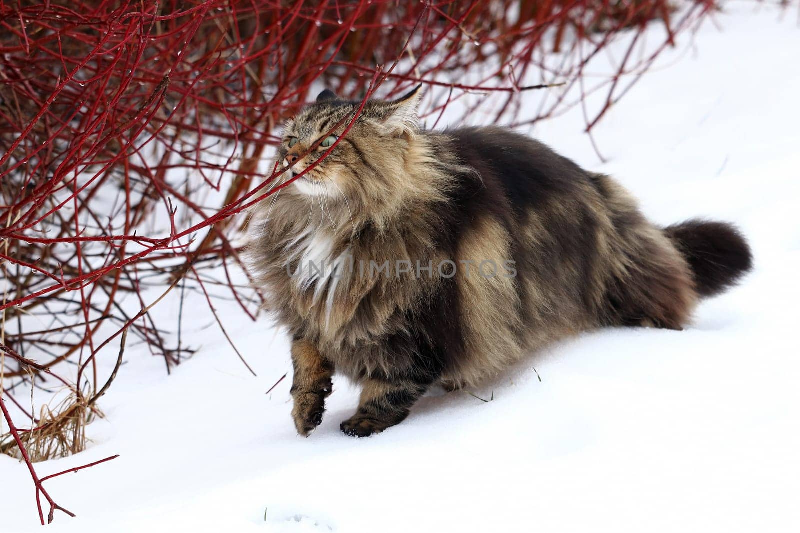 A Norwegian Forest Cat Curiously Smelling a Branch in the Winter Snow
