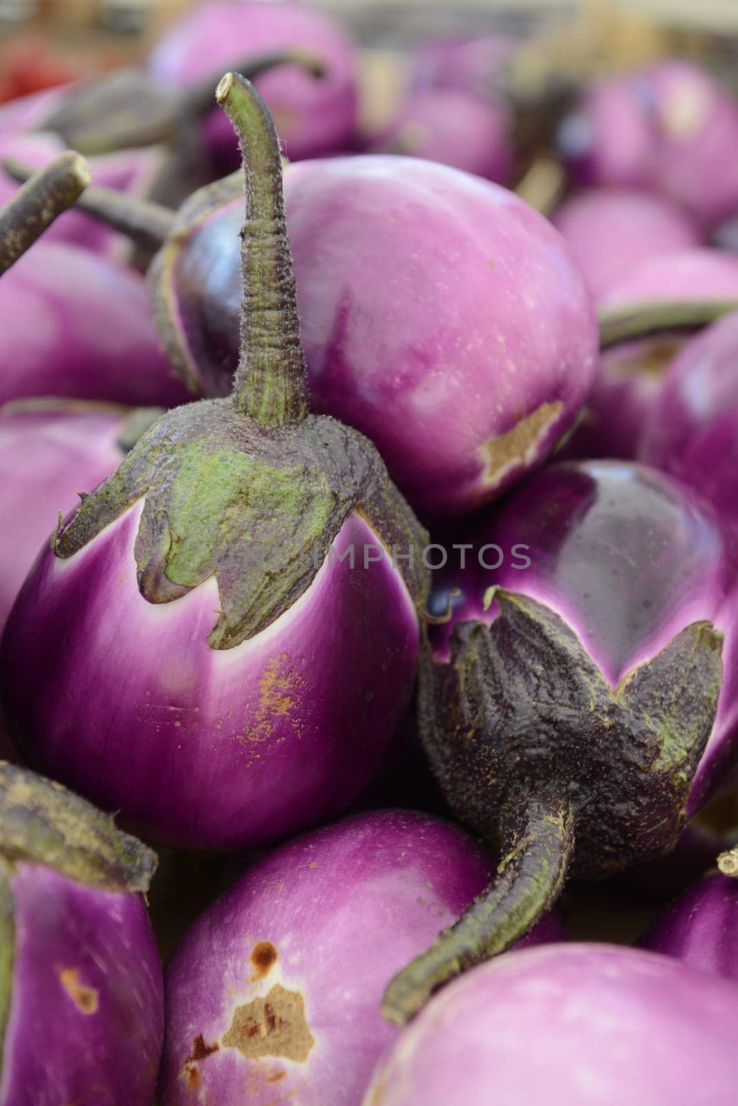 Close up of Sicilian round eggplants from market stall.