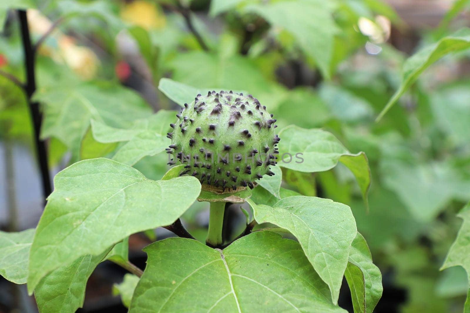Closeup of the seed pod on a datura plant.