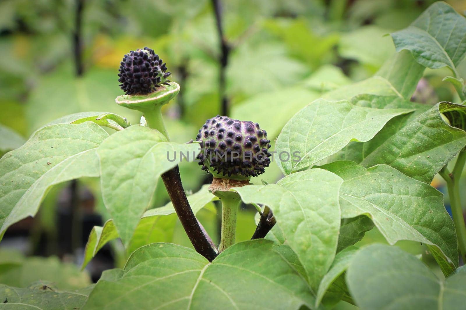 Closeup of the seed pod on a datura plant.