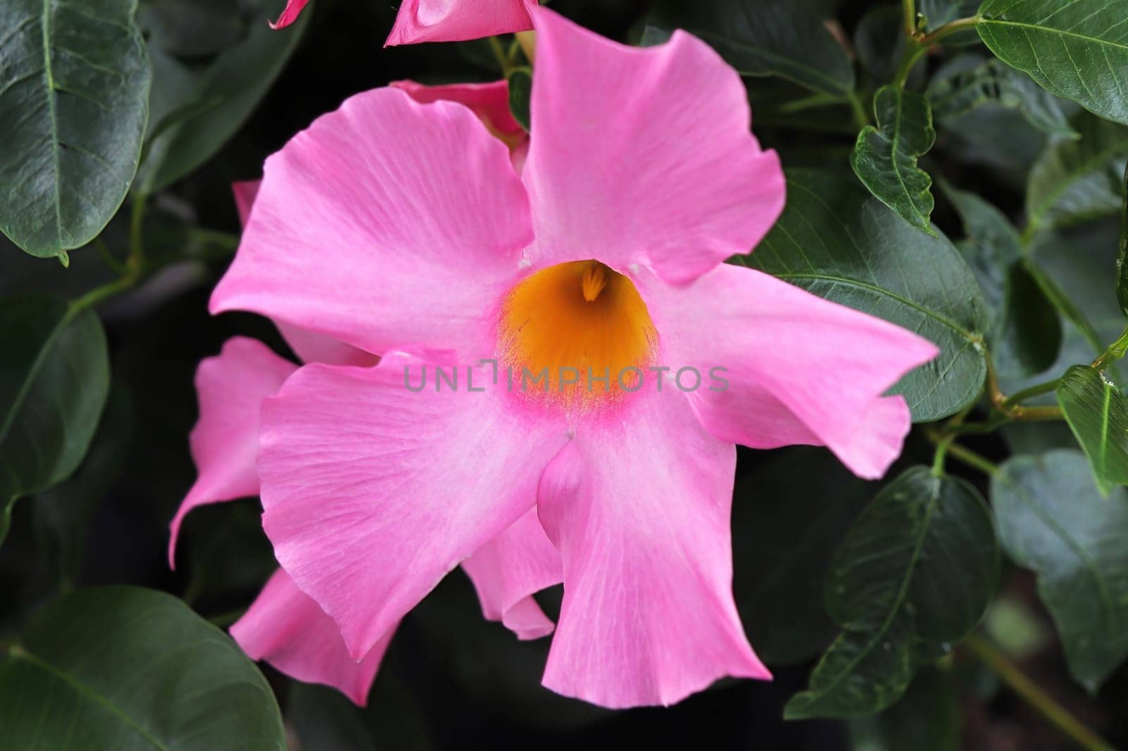 Macro of the pink flower on a Dipladenia plant.