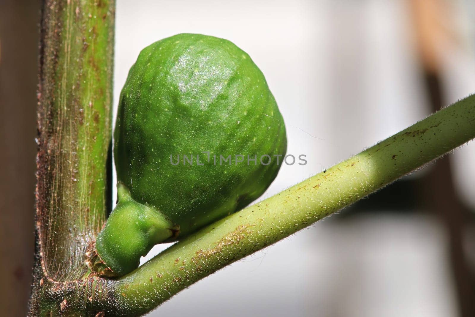 Macro of a tiny fig fruit forming between branches.