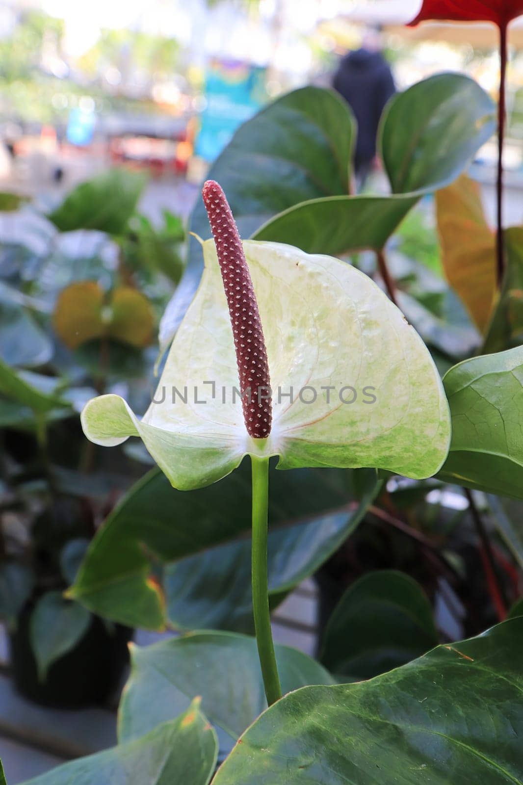 Vertical photo of the white leaf on a Flamingo plant.