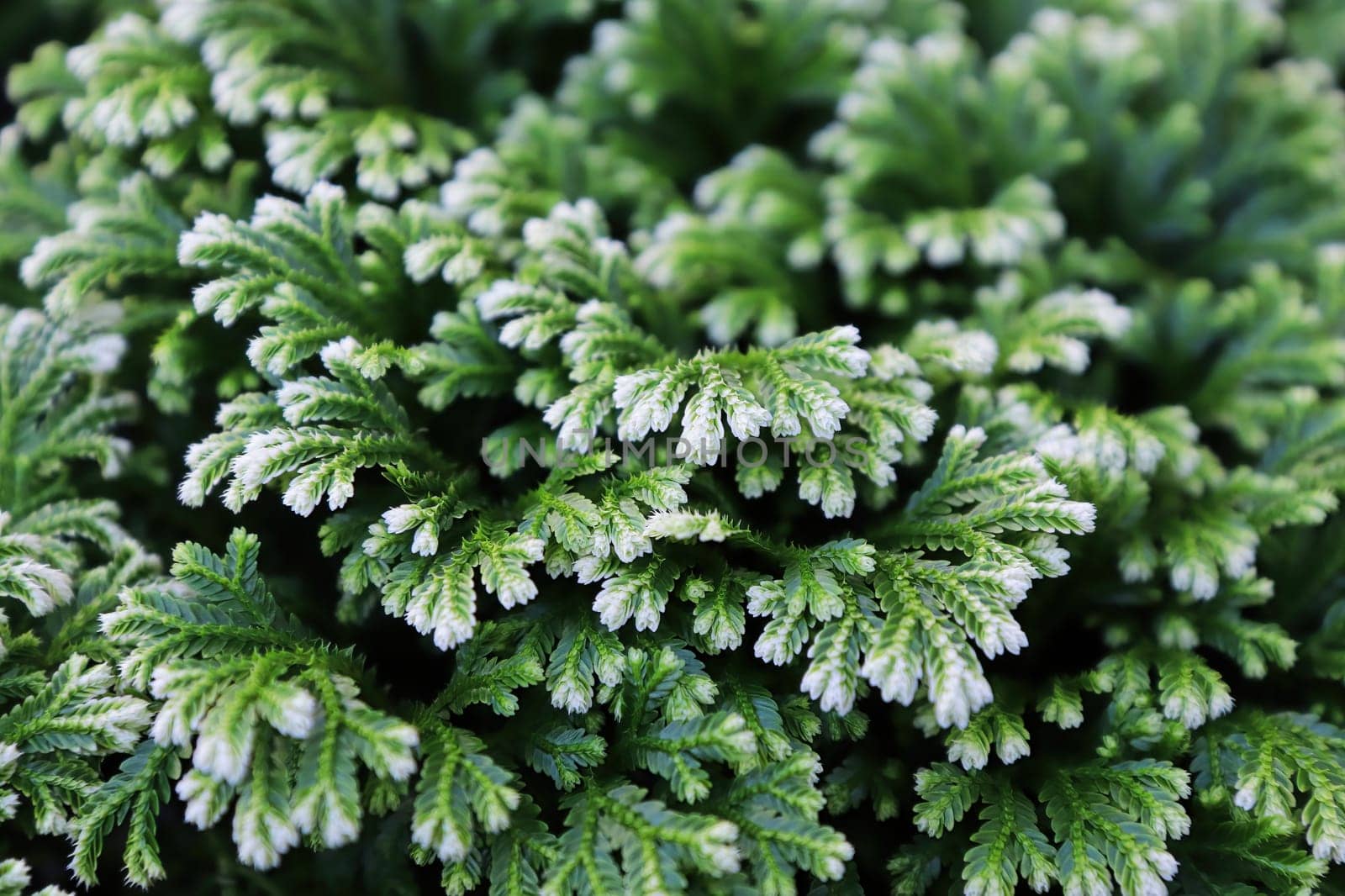 Closeup of the variegated tips on a Frosty Tip Fern.