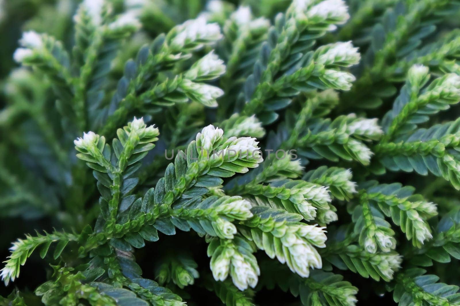 Macro of the leaves on a Frosty Tip Fern.