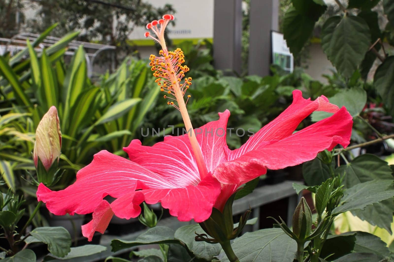 Side view of pink Hibiscus flowers in bloom.
