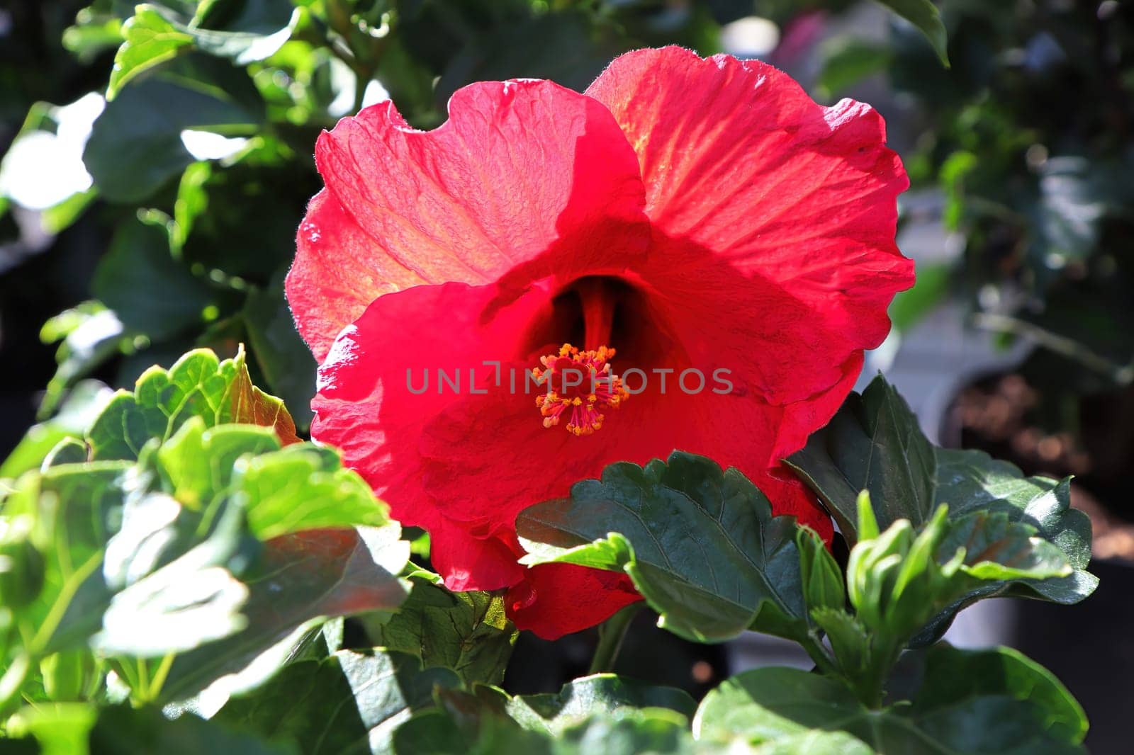 Closeup of a red Hibiscus flower against a green background.