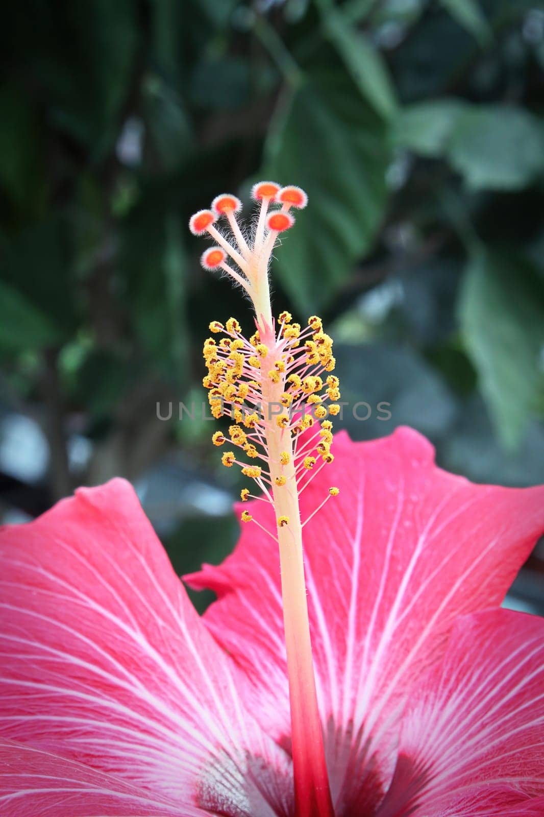 Side view of pink Hibiscus flowers in bloom.
