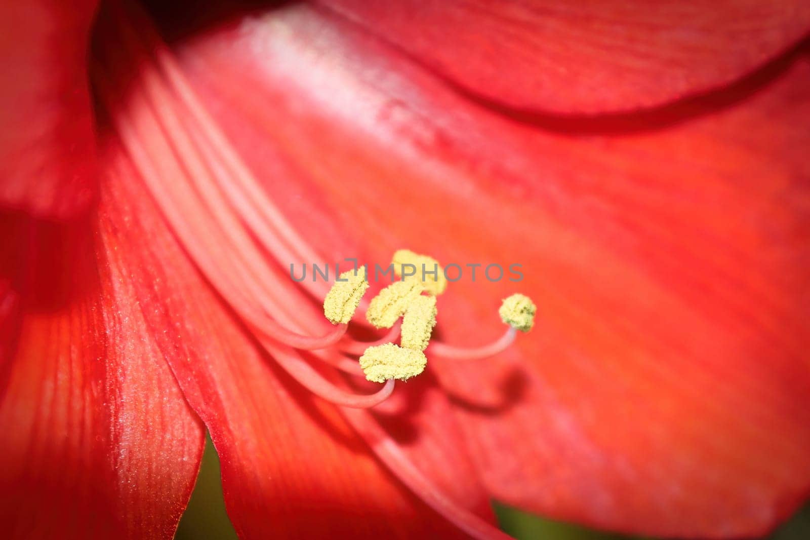 Tiny filaments of anthers on an Amaryllis plant.