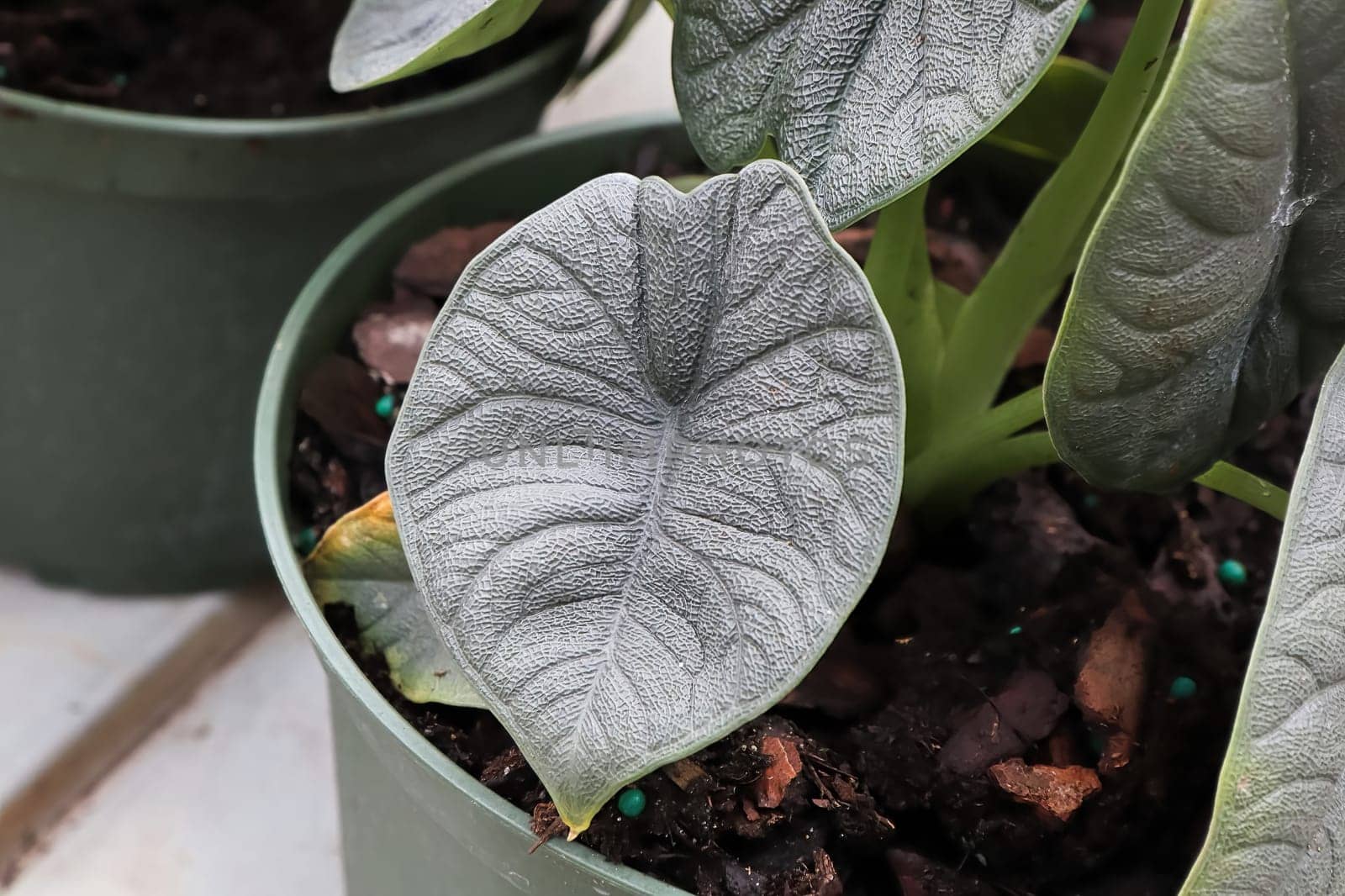 Olive colored leaves on a collectabile Alocasia plant.