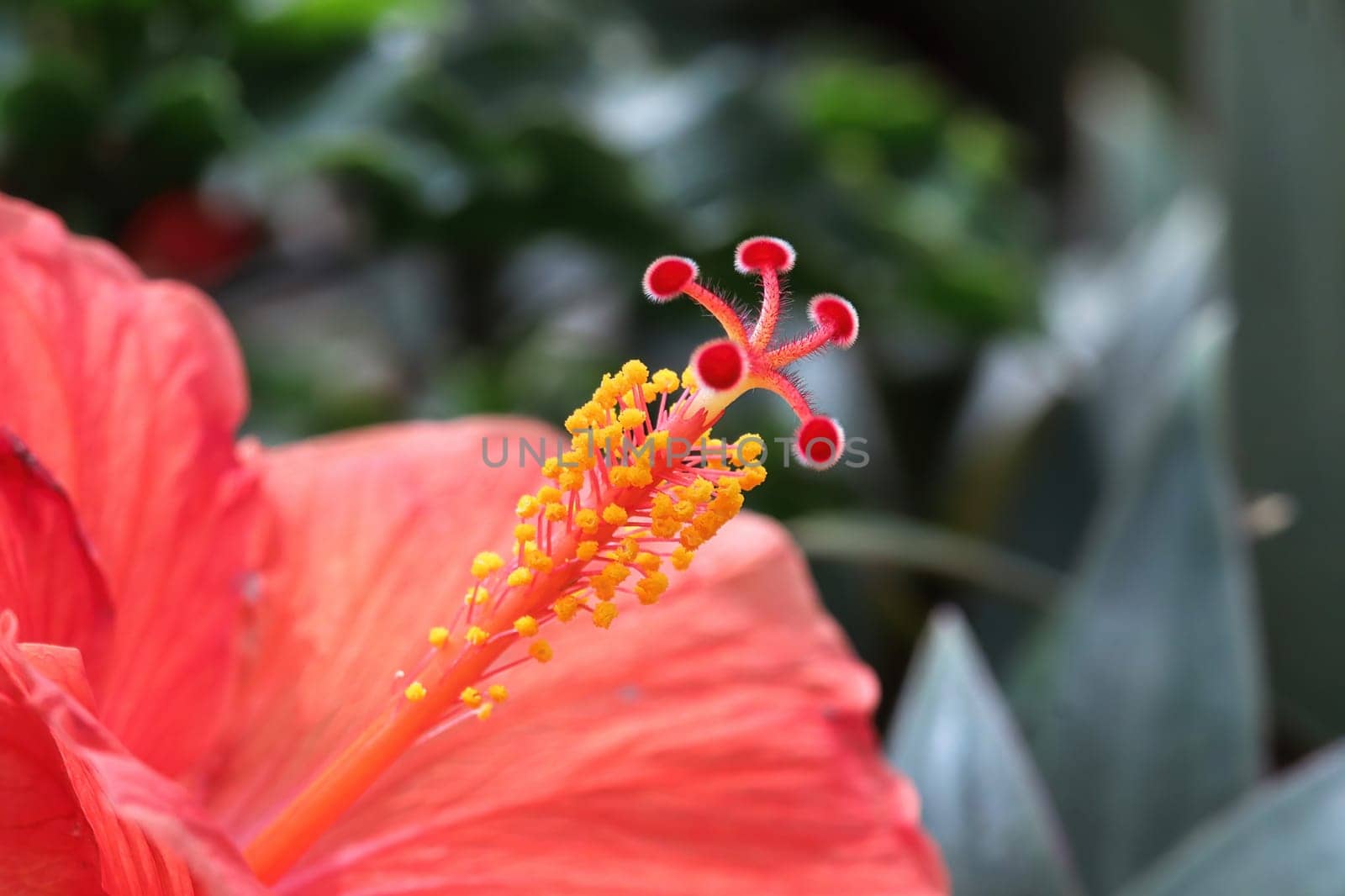 Macro of the stigma and stamen on a Hibiscus flower.