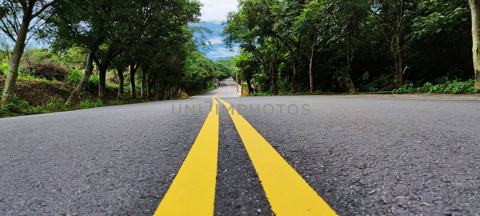 The road with trees on both sides vanishing around a bend